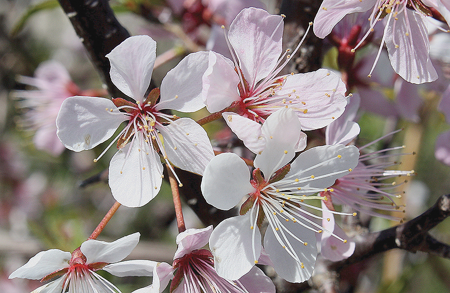 Cherry Blossoms in Boston Will Likely Have Their Best Season in Years