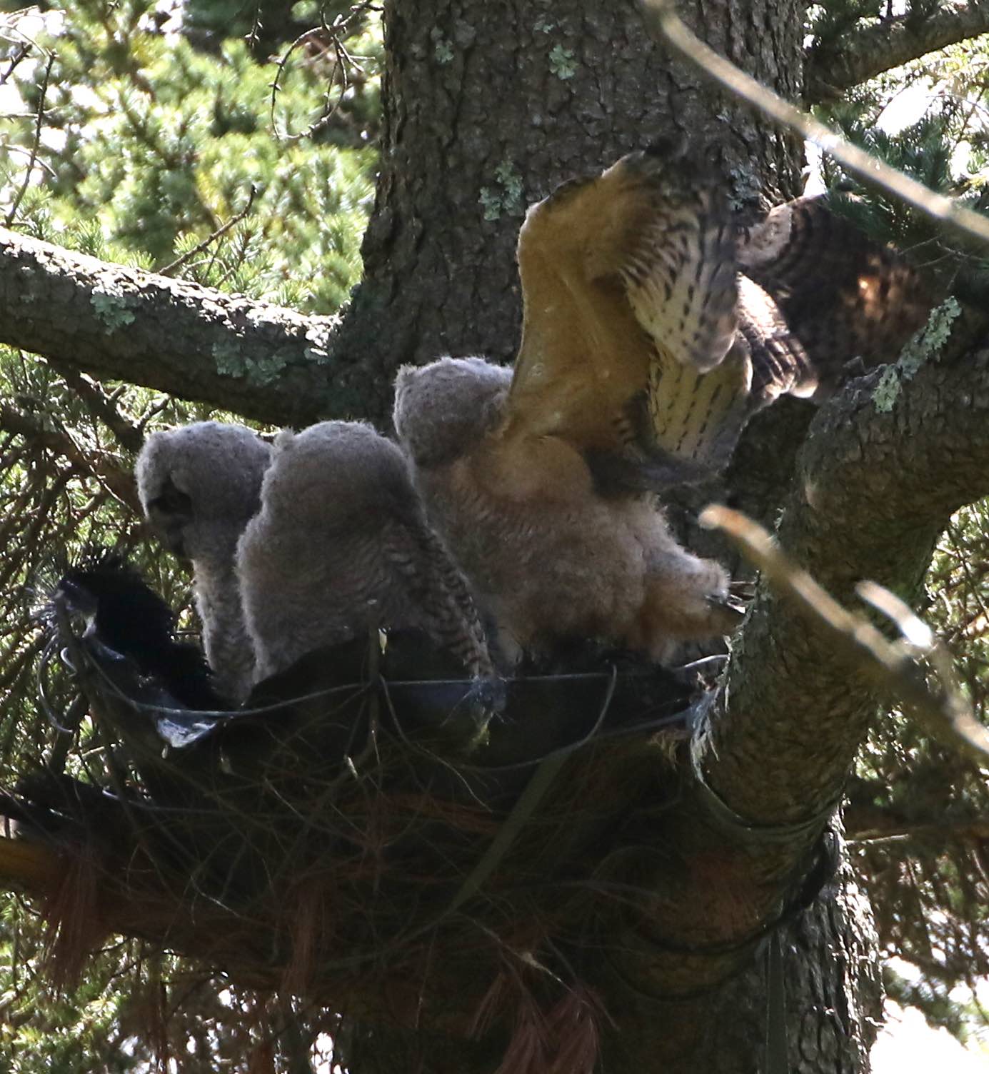Owlets