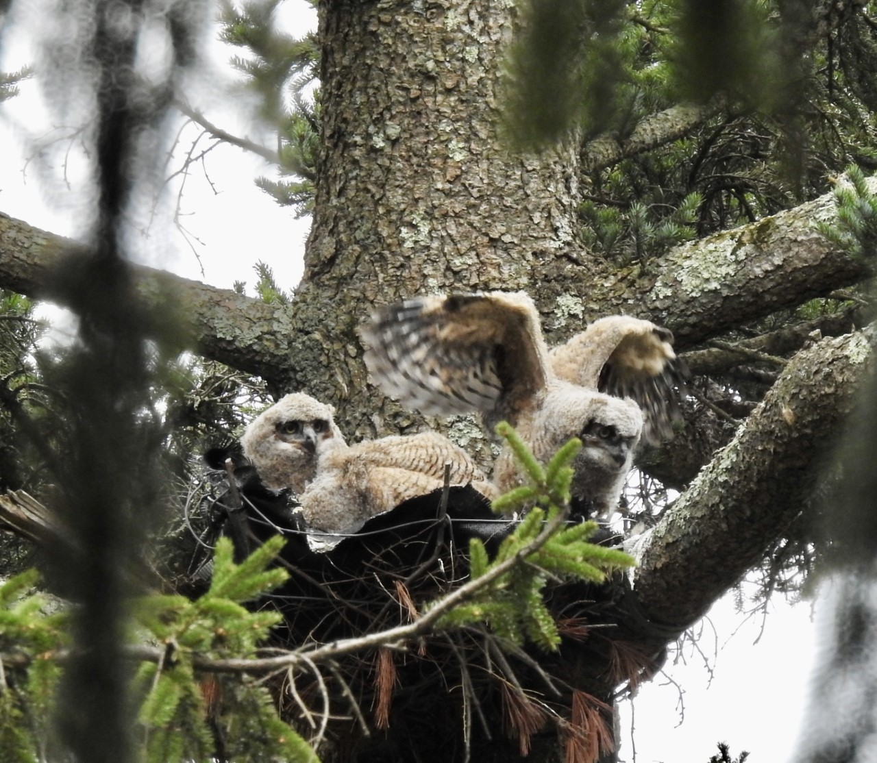 Owlets attempting to fly