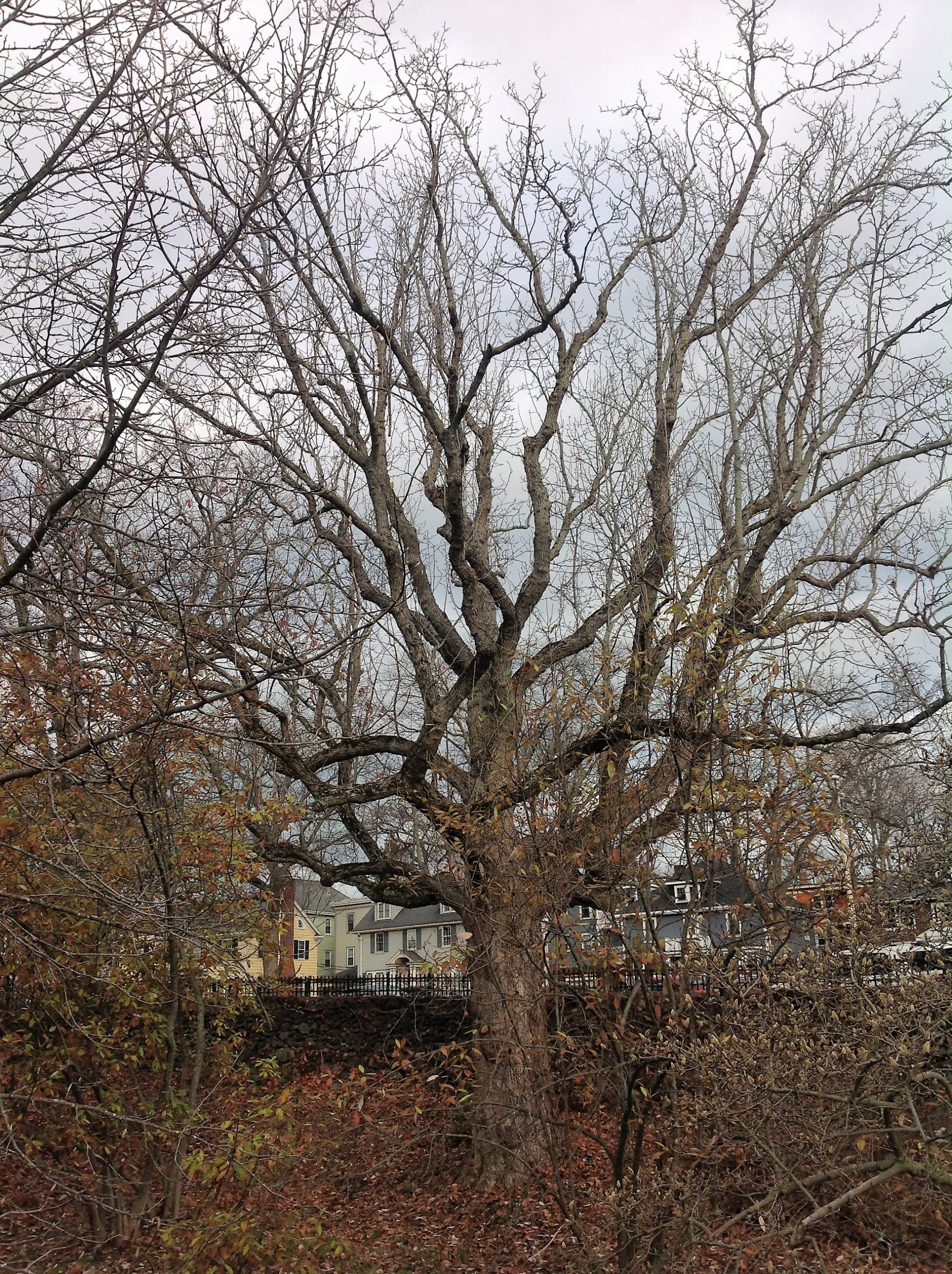 Tree habit