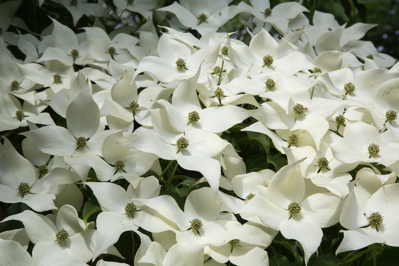 A tale of two Cornus collections