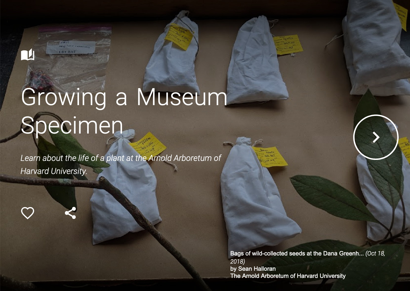 Sharing our collections through Google Arts and Culture