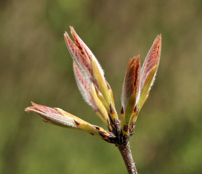 Spring comes to the maples