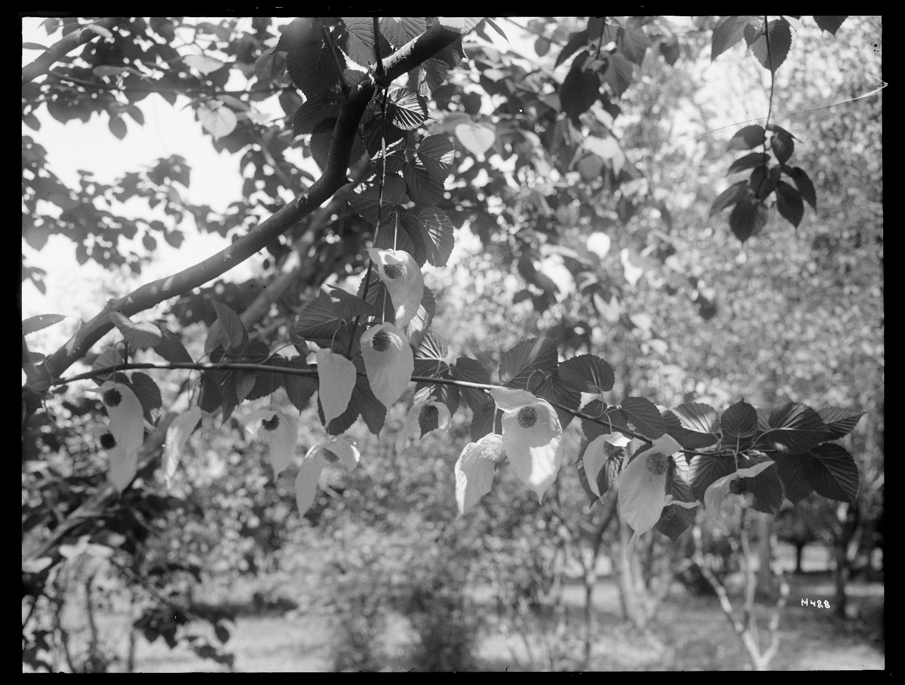 E. H. Wilson’s search for Davidia involucrata