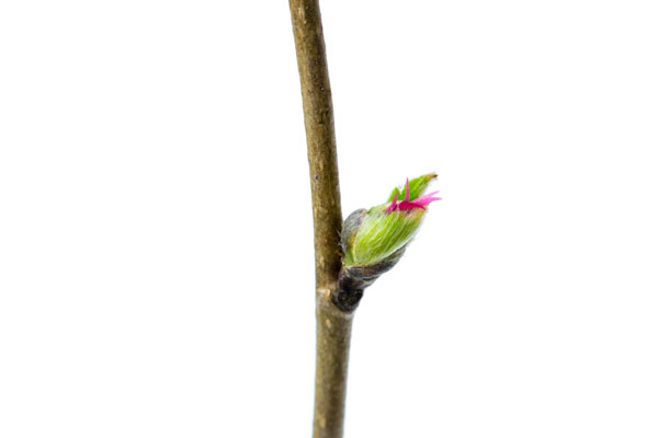 Corylus cornuta