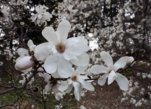Boston Blooms: Magnolias Lead Way at Arnold Arboretum