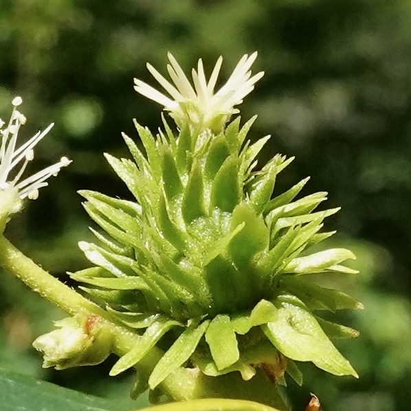 American Chestnuts in Flower