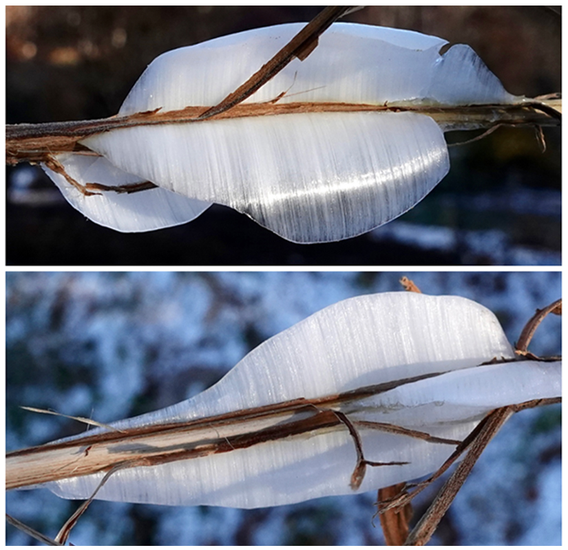 Ice Flowers at the Arnold Arboretum