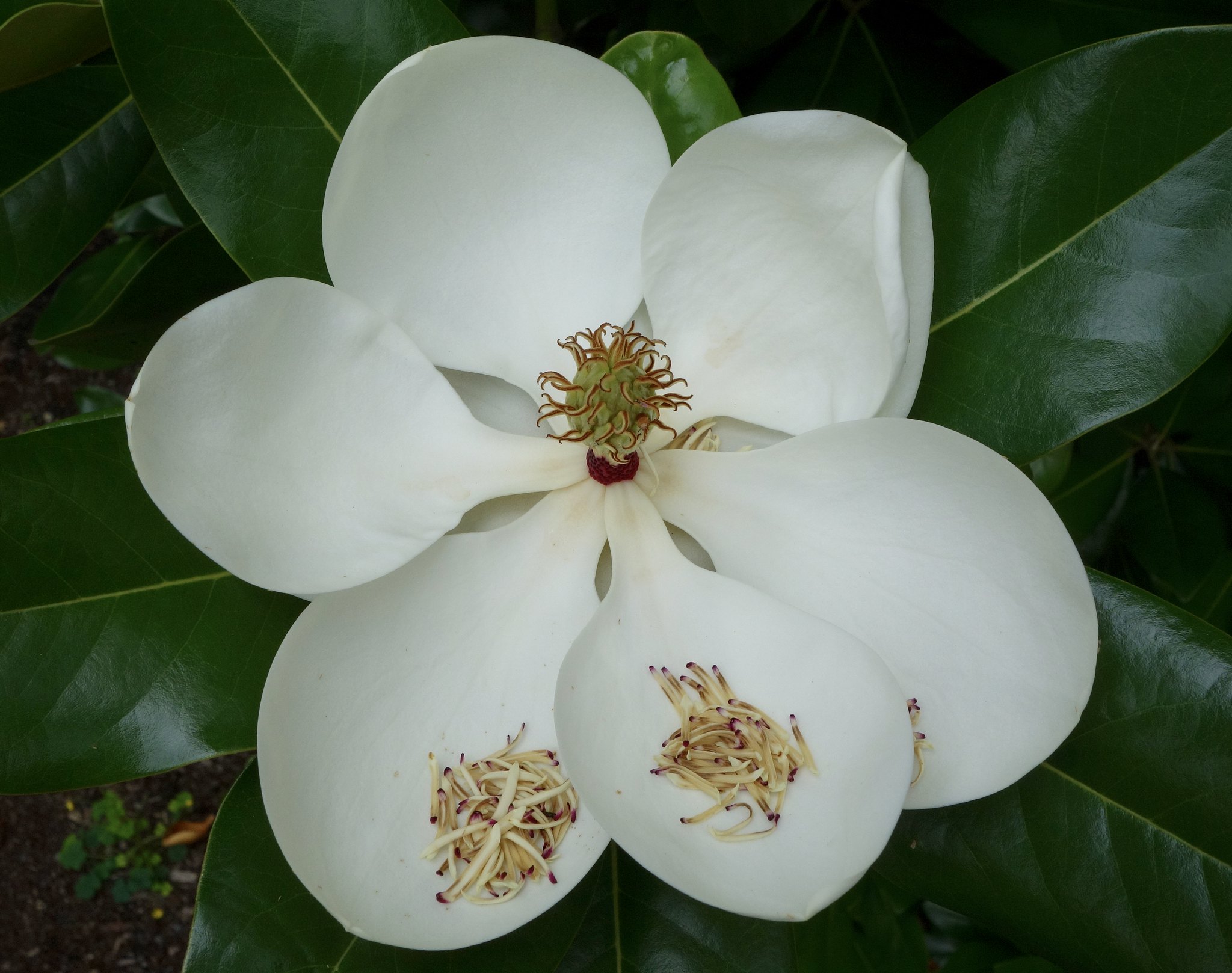 Early Spring Blooms