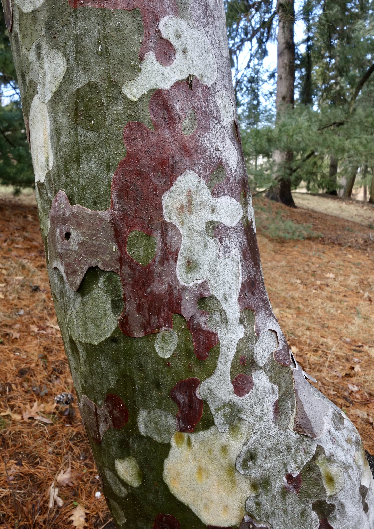 Lacebark Pine Dazzles in Winter