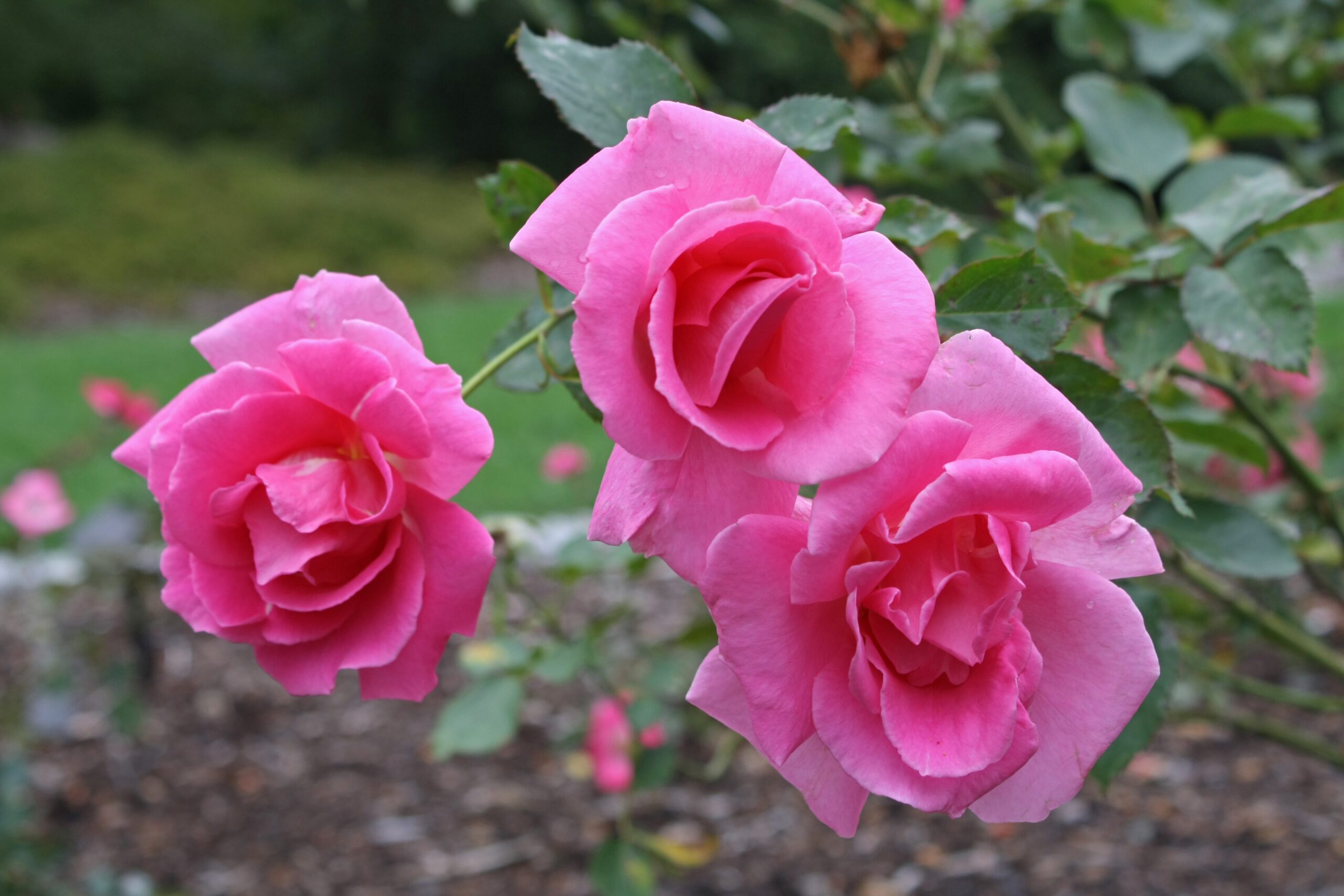 Rose Collection Up Close