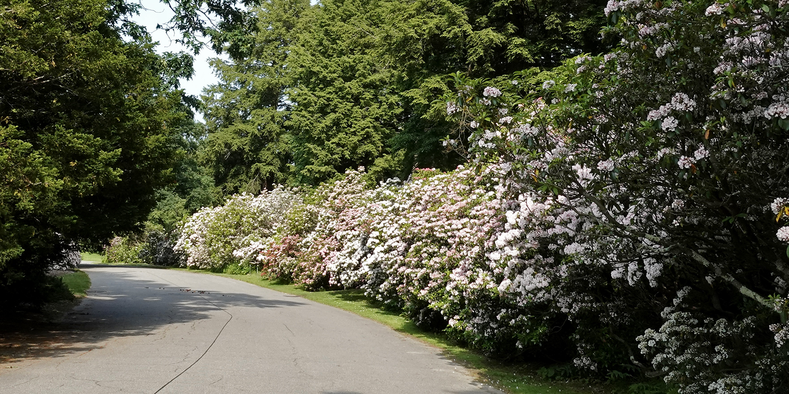 Eye Candy at the Arnold Arboretum!