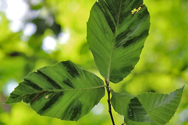 Defending the Beech