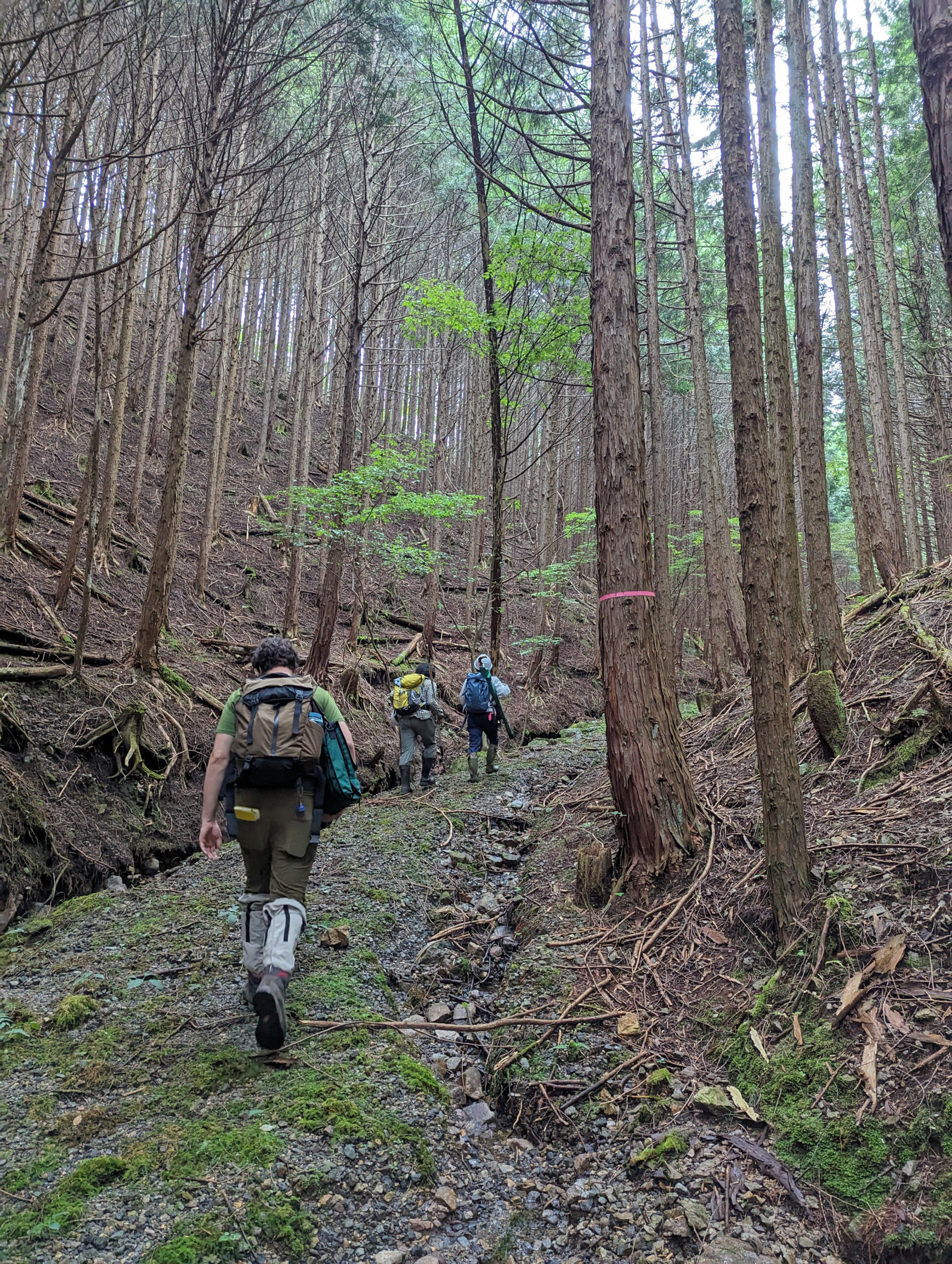 Return to the Field: Plant Collecting in Japan