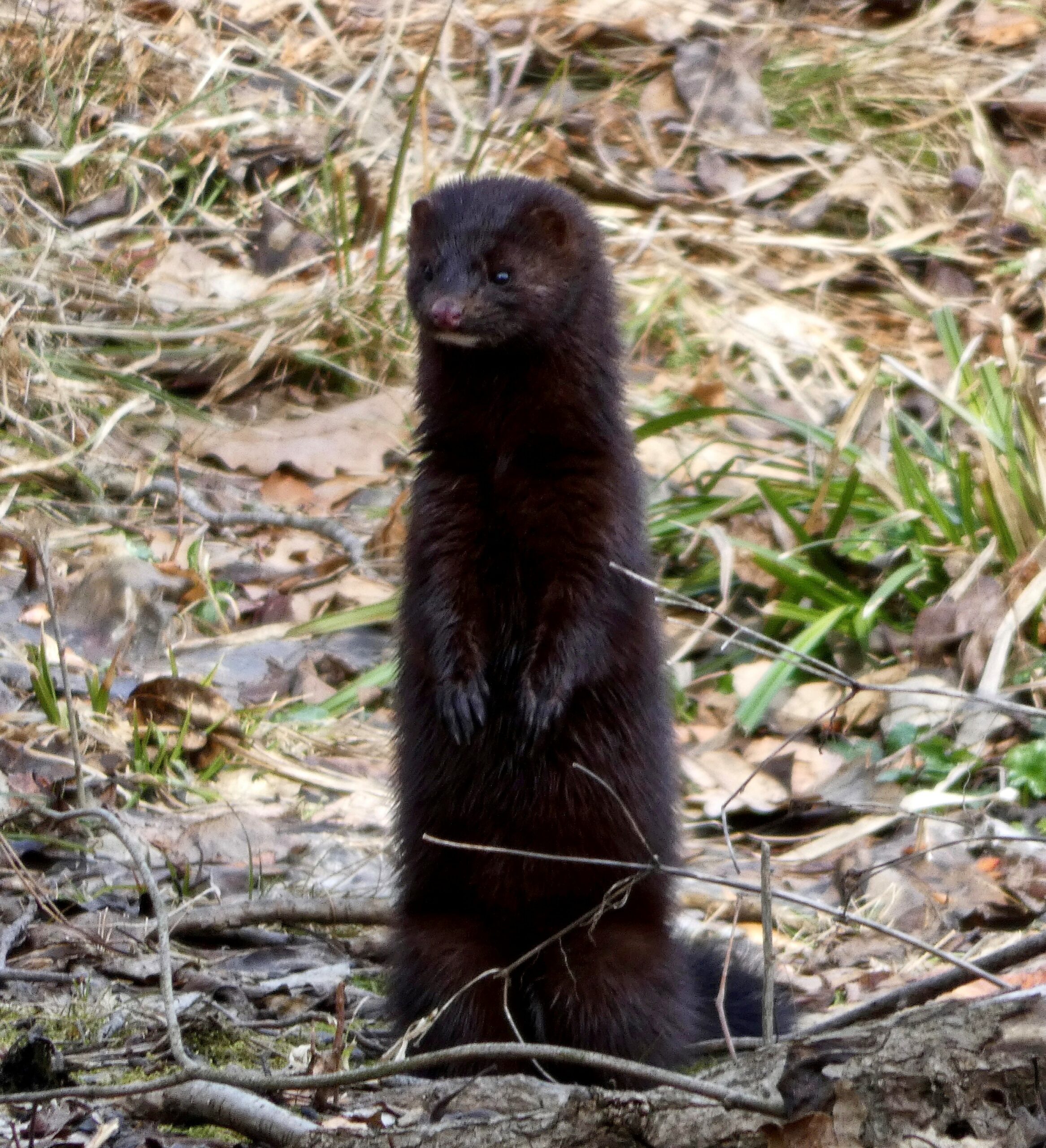 Fishers, Weasels Are Latest Residents of Boston’s Arboretum