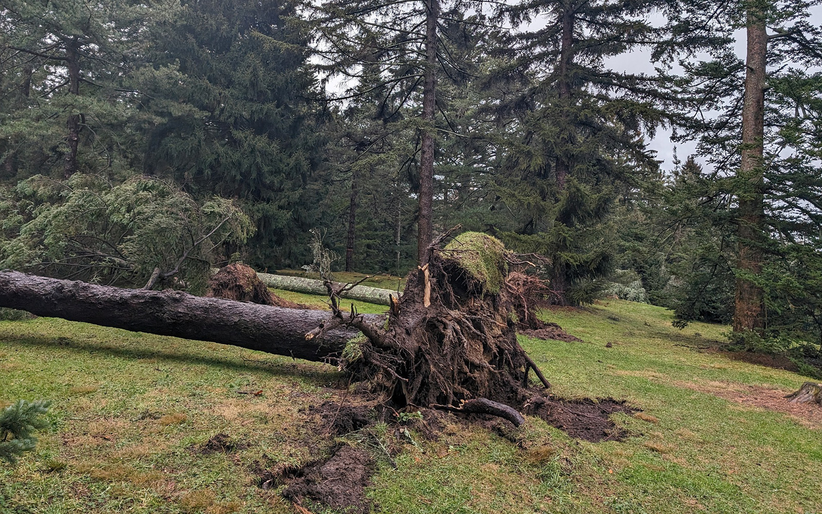 December Storm Generates Loss and Renewal