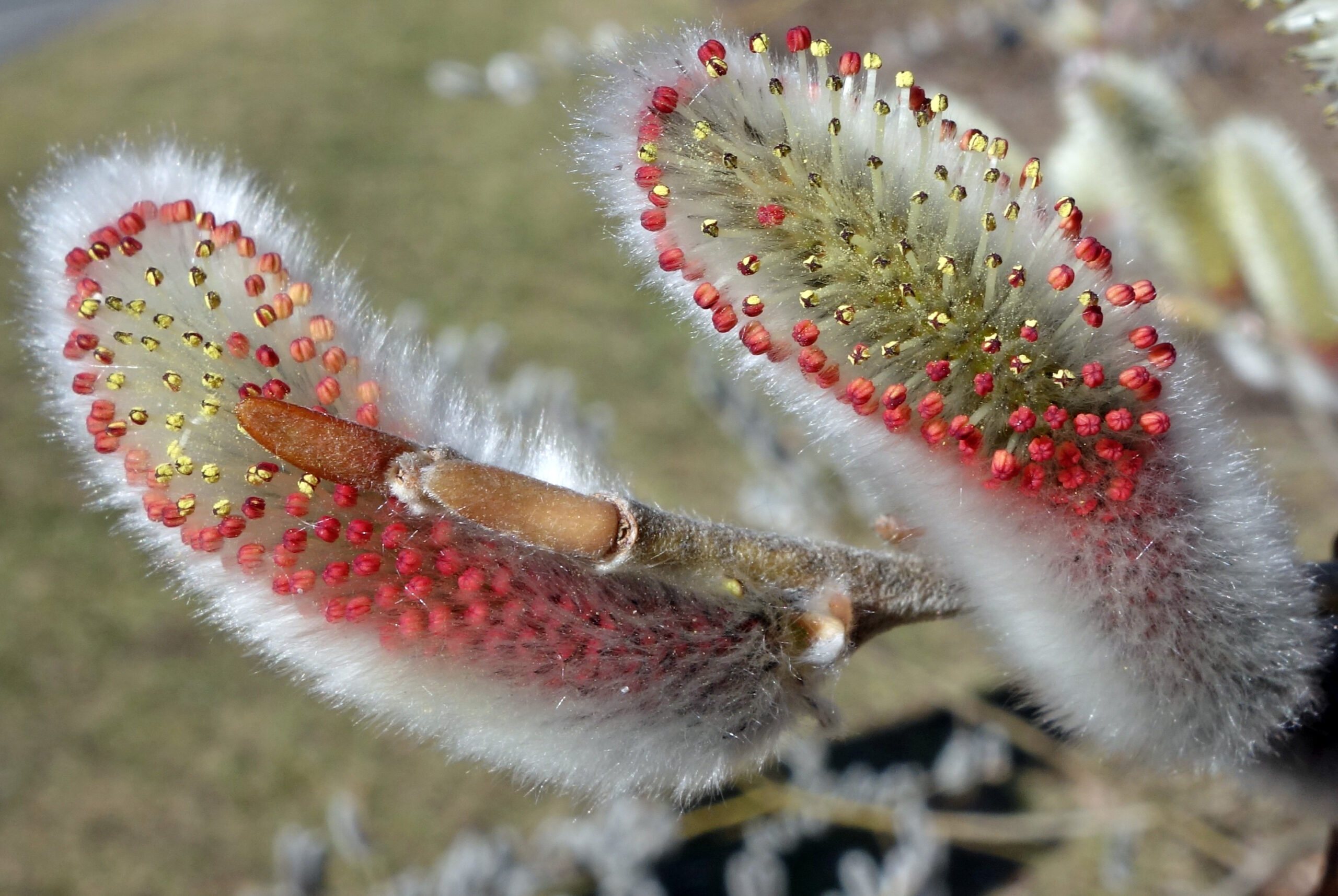 Now See This: Willows in Flower