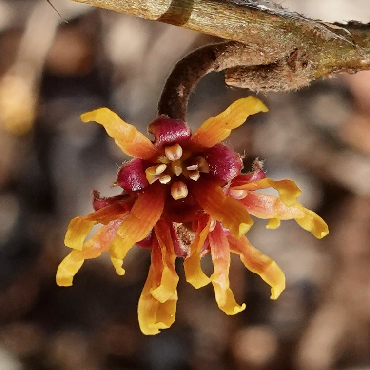 Flowers for Valentine’s Day at the Arnold Arboretum