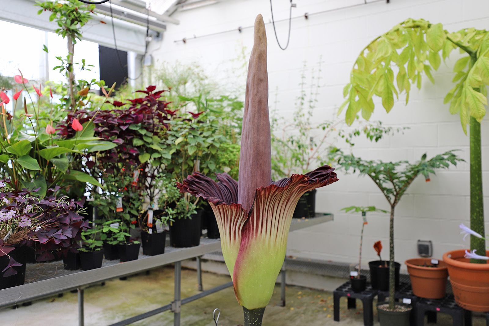 Rare Corpse Plant Blooms at the Arnold Arboretum!