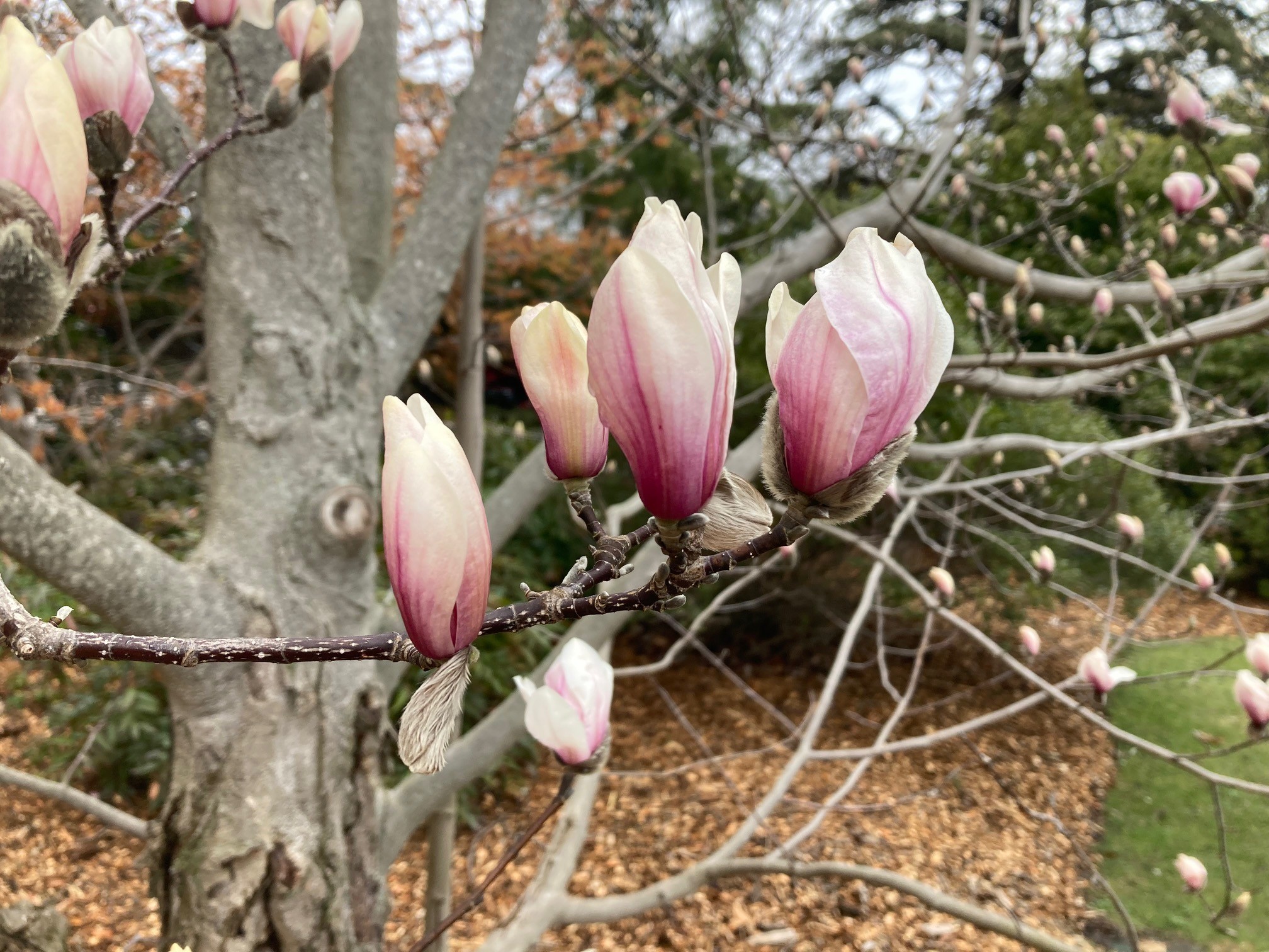 Spring is On in the Landscape