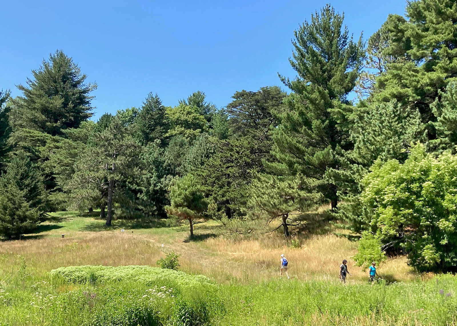 Conifer Collection Tour
