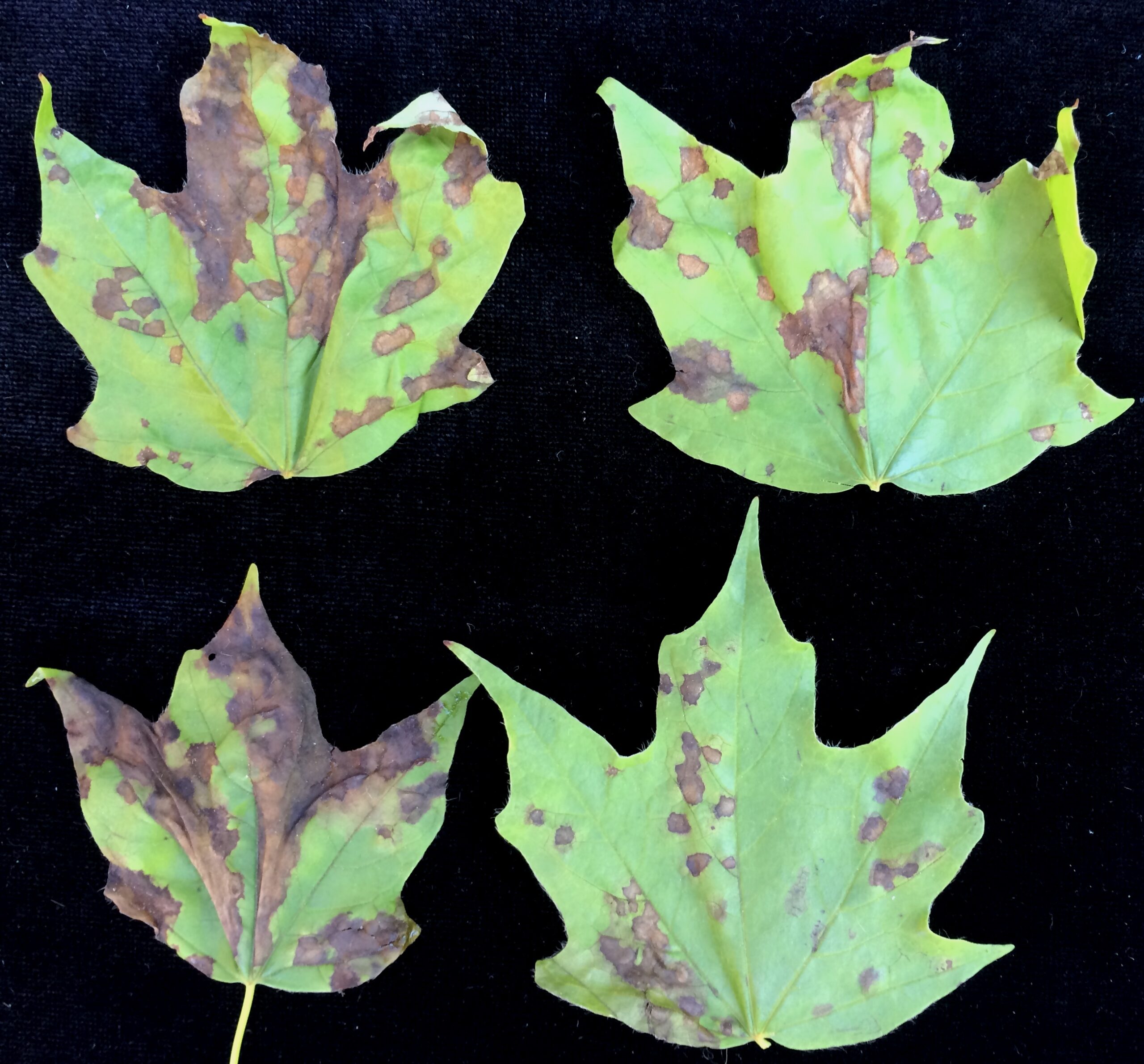 Understanding Plant Diseases
