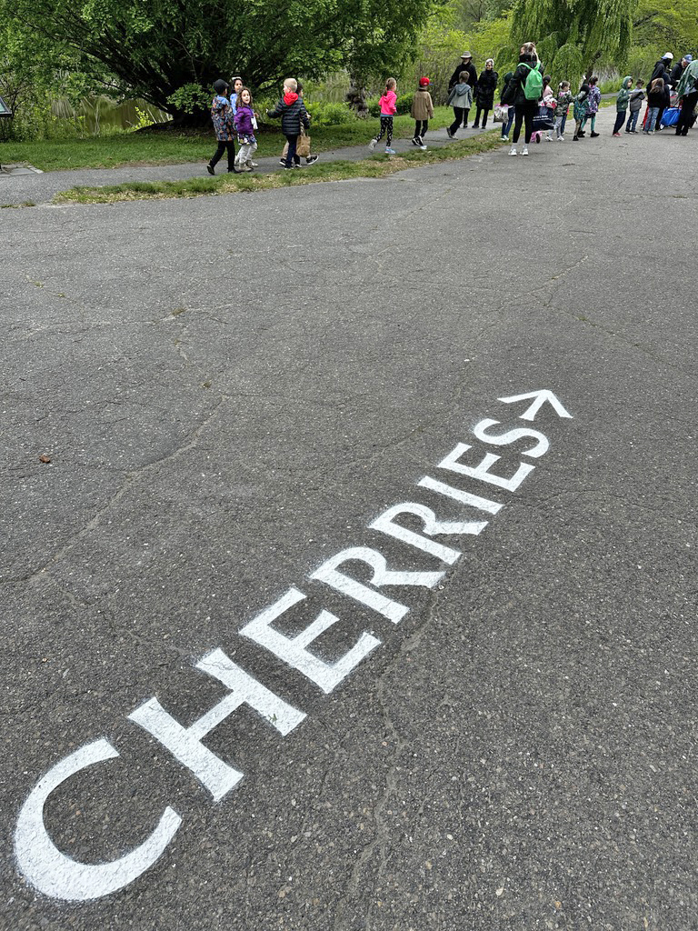 The word "cherries" and an arrow painted in white on the road with a group of schoolchildren nearby